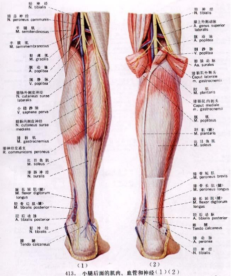 小腿竟是人体的第二心脏